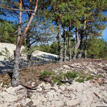 A pine forest on the Baltic Sea