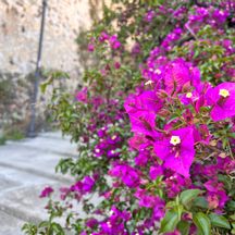 Purple flowers in front of a stone wall