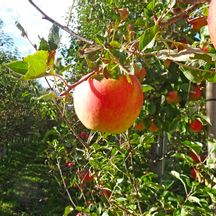 Äpfel auf der Radreise von Reschen nach Bozen