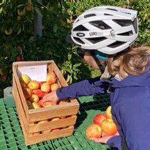 Radfahrerin am Apfelstand