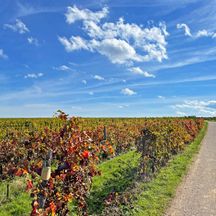 Picturesque vineyards in Bad Dürkheim under a blue sky
