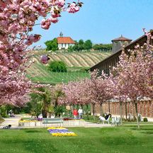 Kirschblüte bei den Salinen in Bad Dürkheim
