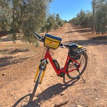 Bike on a dusty road in the middle of olive groves