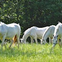 Weiße Pferde auf einer grünen Wiese