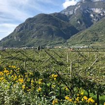 Impressionen von den Südtiroler Weingärten