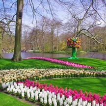 A sea of tulips in the Keukenhof Botanical Gardens