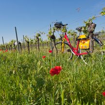 Rad zwischen blühenden Mohnblumen in der Pfalz