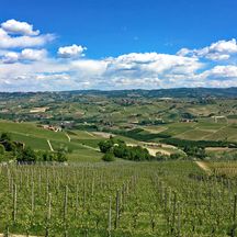 View of the vineyards in Piedmont