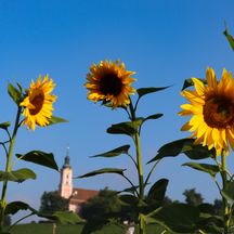 Drei Sonnenblumen mit Kloster Birnau im Hintergrund