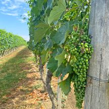 Üppige Weinreben im Piemont
