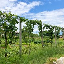 Weinbau in Italien