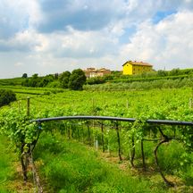 Weingarten entlang dem Radweg von Verona nach Vicenza
