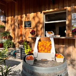 Hölzerner Bauernstand mit frischen Marillen in weißen Kisten auf einem Fass. Selbstbedienungsfenster und Topfpflanzen schmücken die rustikale Fassade.