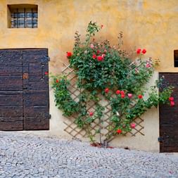 Wall with wooden doors and roses