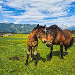 Two brown horses standing in a green meadow in Pinzgau with snow-capped Alpine mountains and blue sky in the background.