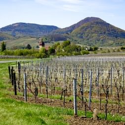 Landscape in the Palatinate