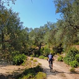 Olive grove