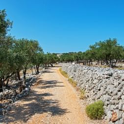 Olivenhaine auf der Insel Cres