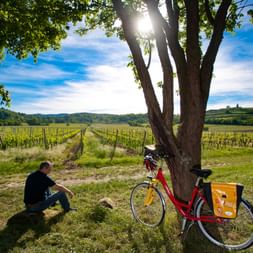 Break at the grapevines