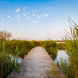 Die Camargue