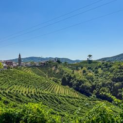 Terrassierte Prosecco-Weinberge auf sanften Hügeln mit einem Dorf mit Kirchturm im Hintergrund unter klarem blauen Himmel.