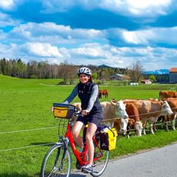 Cows next to the cycle path