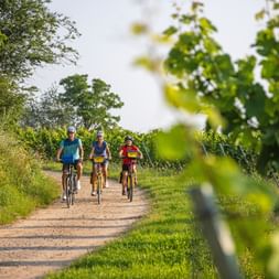 Drei Radfahrer auf einem Schotterweg entlang des Rhein-Radwegs, mit Weinreben rechts und Bäumen links unter bewölktem Himmel.