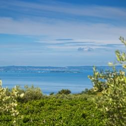 Panoramic view of Lake Garda with blue water and distant shoreline. Green vegetation and olive trees frame the view under a blue sky.
