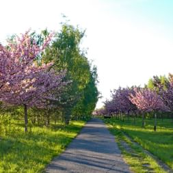 Radweg mit Obstbaumblüte