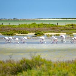 Gruppe von Flamingos watet durch flaches Wasser in Feuchtgebieten der Provence, umgeben von grüner Vegetation und sandigen Ufern unter blauem Himmel.