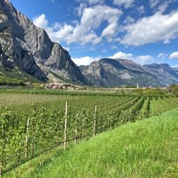 Vineyards at Lake Garda
