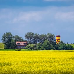 Rapeseed field in front of a lighthouse