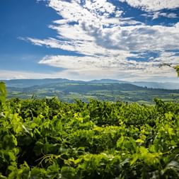 Vineyards in Veneto