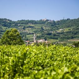 Üppige grüne Weinberge im Vordergrund mit einem kleinen Dorf und Kirchturm in der Mitte, umgeben von sanften Hügeln bei Vicenza, Venetien.