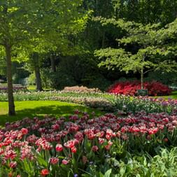 Red and white tulips in full bloom at Keukenhof park with green lawns, trees, and colorful flower beds in the background.