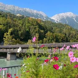 Pink and white cosmos flowers in foreground with covered wooden bridge crossing turquoise river. Forested mountains and snow-capped peaks visible.