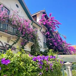 Traditionelles portugiesisches Haus mit Balkonen voller leuchtend rosa und violetter Bougainvillea-Blüten unter blauem Himmel in Sintra.