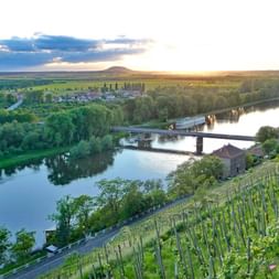 Vineyards along the river Elbe