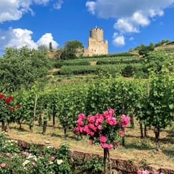 Weinberge im Elsaß mit Blick auf Schloss Kaysersberg