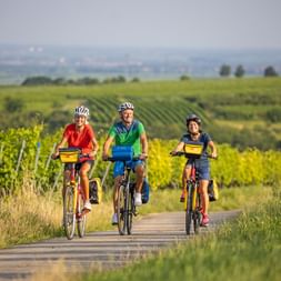 Drei Radfahrer mit bunten Packtaschen fahren auf einem asphaltierten Weg durch Weinberge am Rhein und der Deutschen Weinstraße.