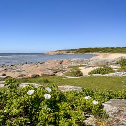 Rocky coastline with white flowers, sandy beach, and green vegetation under blue sky on Sweden's west coast.