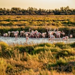 Flock of pink flamingos wading in shallow water in the Camargue wetlands, surrounded by golden marshland grasses and trees in the background.