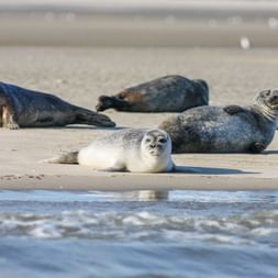 Norderney seals