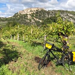 Bike in vineyards in Umbria