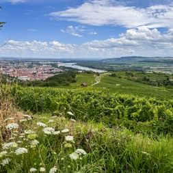 Panoramic view of Krems and the Danube River with green vineyards in the foreground, white wildflowers, and blue sky with clouds.