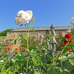 Beautiful rose garden in Etville on the Rhine