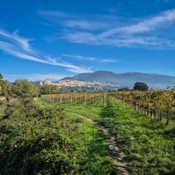 Grasweg zwischen Weinbergen in Umbrien mit Blick auf die Hügelstadt Assisi und Bergen in der Ferne unter blauem Himmel.