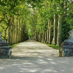 Allee von Schloss Villandry