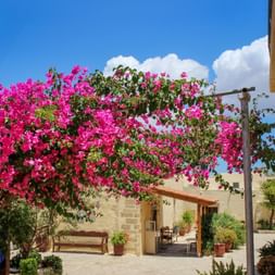 Leuchtend pinke Bougainvillea-Blüten über einem Steinhof auf Kreta unter blauem Himmel mit weißen Wolken und traditionellen Gebäuden.