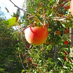 Äpfel auf der Radreise von Reschen nach Bozen